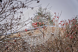 Black ash and red viburnum cowered with snow in the garden