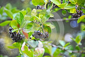 Black ashberry Aronia melanocarpa