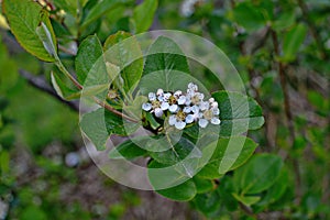 Black ashberry Aronia melanocarpa