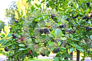 Black ashberry (Aronia melanocarpa