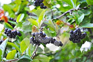 Black ashberry (Aronia melanocarpa