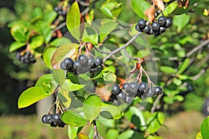 Black ashberry (Aronia melanocarpa) photo