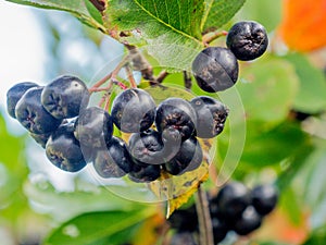 Black ashberry Aronia melanocarpa photo