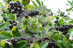 Black ashberry/ Black rowan /Black chokeberry Aronia melanocarpa - branches of the tree in the garden