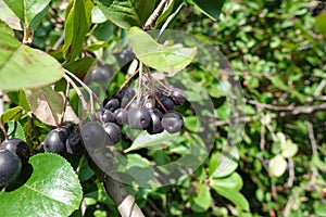 Black ashberry/ Black rowan /Black chokeberry Aronia melanocarpa - branches of the tree in the garden