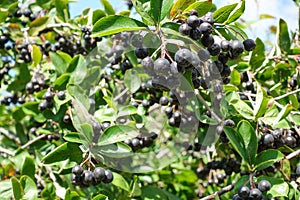 Black ashberry/ Black rowan /Black chokeberry Aronia melanocarpa - branches of the tree in the garden