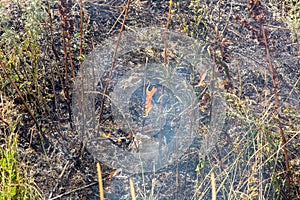 Black ashes of burnt grass and a small burning flame of fire.