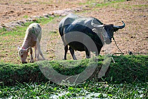 Black asian buffalo with grazing white calf