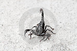 Black Asian forest scorpion