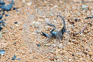 Black Asian forest scorpion