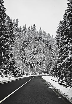 Black asphalt road in snowy forest at winter