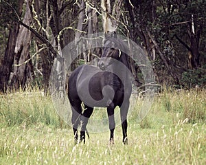 Black Australian Brumby Stallion