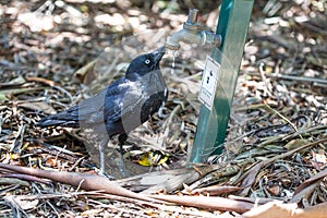 Black Australian Raven drinking water from garden tap.