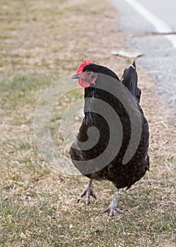 Black Australorp