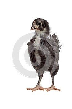 A black australorp chick on a white background