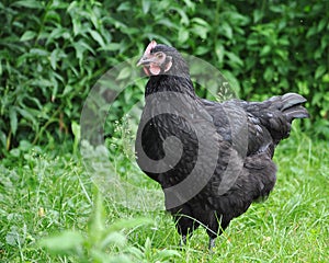 Black Australorp Hen