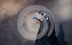 Black Australorp Hen