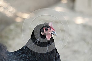 Black australorp hen