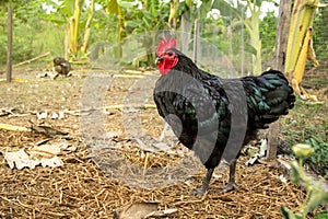 Black australorp rooster