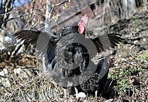 Black Australorp Rooster Flapping wings