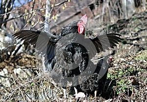 Black Australorp Rooster Flapping wings photo