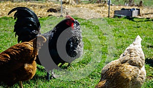 Black australorp rooster with hens