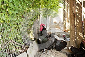 Black australorp rooster