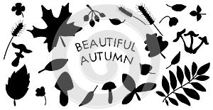 Black autumn leaves silhouettes isolated on white background. Big set of vector fall tree foliage of maple, oak, birch