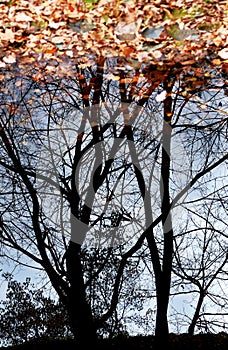 Black autumn trees reflected in water.