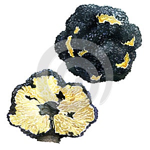 Black autumn truffles on white background - tuber uncinatum