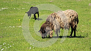 Black Baa Lamp And Mother Sheep Graze With Happiness