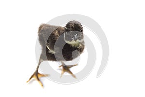 Black baby pheasant isolated on white