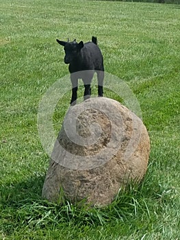 Black Baby Pygme Goat Standing on Granite Rock
