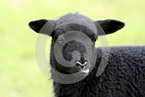 Black Baby Sheep