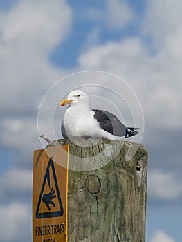 Black-back gull resting on top of post with warning sign under