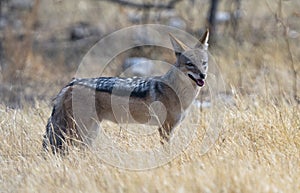 Black back jackal in field