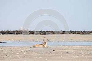 Black Back Jackal Resting