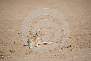 Black Back Jackal on the Sand