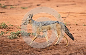 A black back Jakal (Canis mesomelas) in Tsavo West National Park, Kenya, Africa