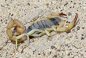 Black-Back Scorpion - Hadrurus spadix