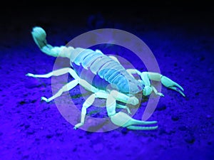Black-back Scorpion Under Black Light