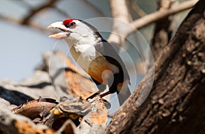 Black-backed Barbet (Lybius minor) photo