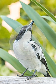 Black-backed Butcherbird in Queensland Australia