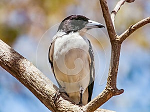 Black-backed Butcherbird in Queensland Australia