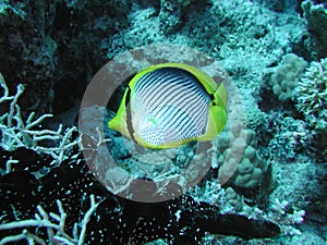 Black-backed butterflyfish