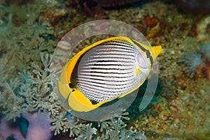 Black Backed Butterflyfish (Chaetodon melannotus)