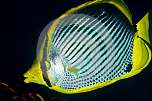 black-backed butterflyfish fish