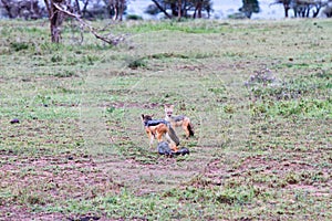 Black-backed East African jackal Canis mesomelas schmidti