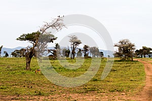 Black-backed East African jackal Canis mesomelas schmidti