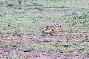 Black-backed East African jackal Canis mesomelas schmidti